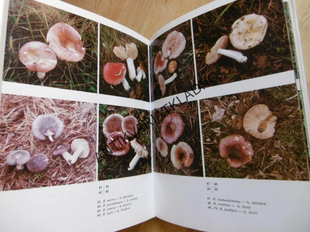 HOLUBINKY, HOUBY, MYKOLOGIE, SVRČEK, ERHART, **an