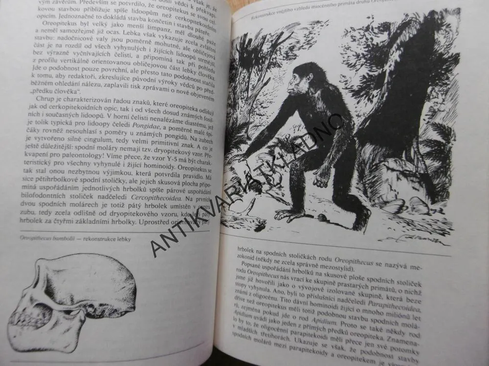 JAK VZNIKL ČLOVĚK, MAZÁK, BURIAN, SÁGA RODU HOMO, **an