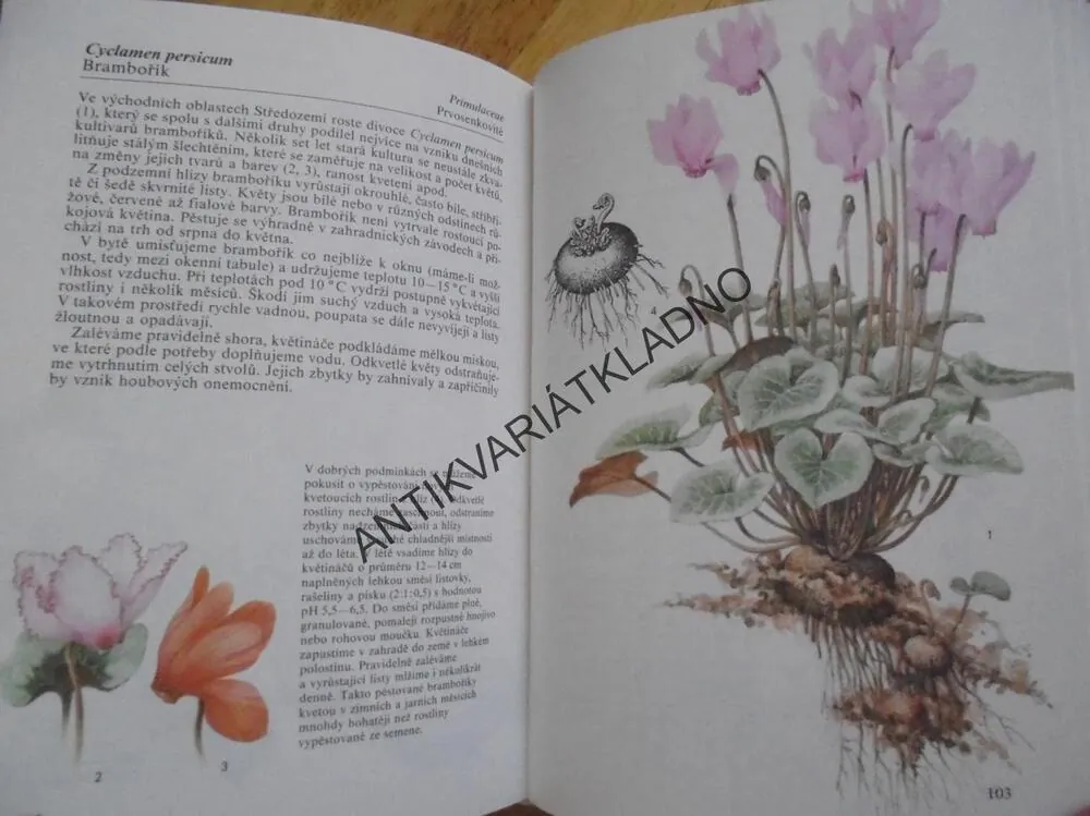 POKOJOVÉ ROSTLINY, PŘIBYL, BERGER, **an