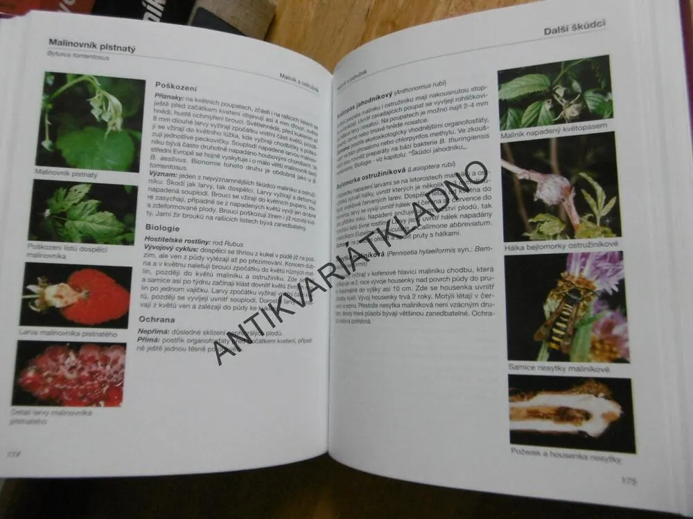 OBRAZOVÝ ATLAS CHOROB A ŠKŮDCŮ OVOCNÝCH DŘEVIN A RÉVY VINNÉ, HLUCHÝ, ACKERMANN