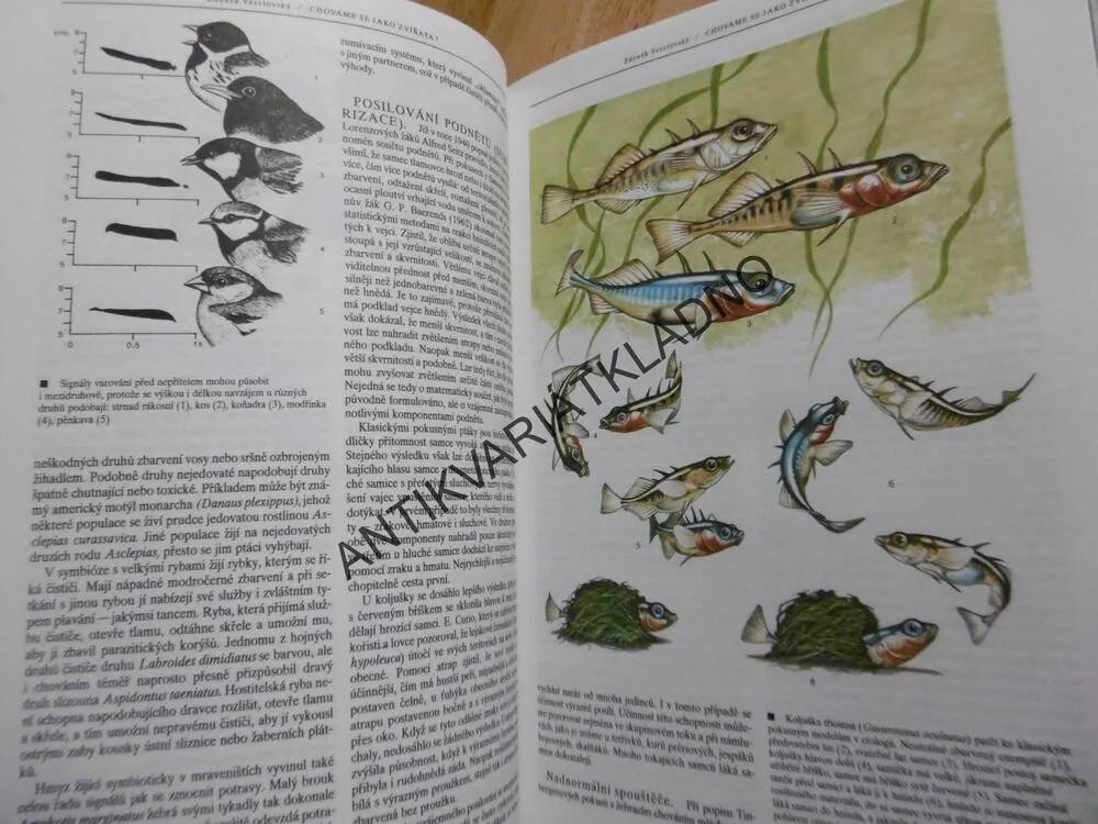 CHOVÁME SE JAKO ZVÍŘATA? ZDENĚK VESELOVSKÝ, **an