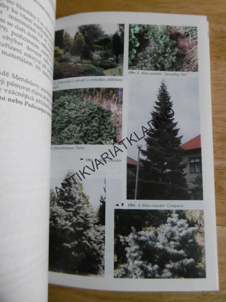 JEHLIČNANY PRO ZAHRADY A SKALKY, PETR PASEČNÝ, 