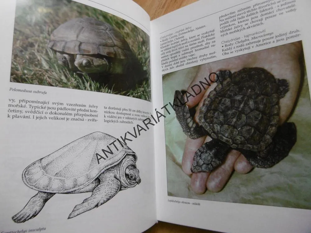 ŽELVY, JIŘÍ ZYCH, NAŠE HOBY