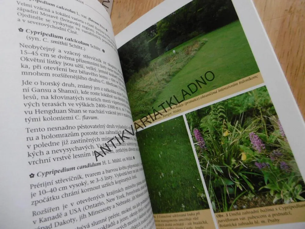 ORCHIDEJE NA ZAHRADĚ, ČESKÁ ZAHRADA, BOTANIKA