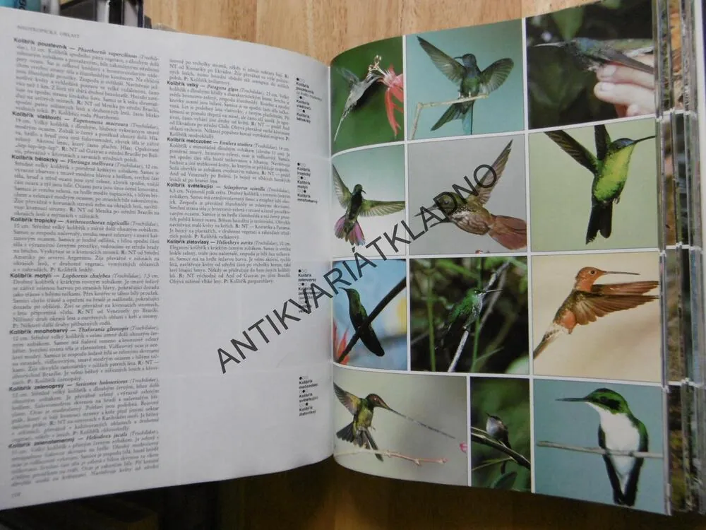 ATLAS PTÁKŮ SVĚTA, VÍCE NĚŽ 1300 FOTOGRAFIÍ, A. GOSLER