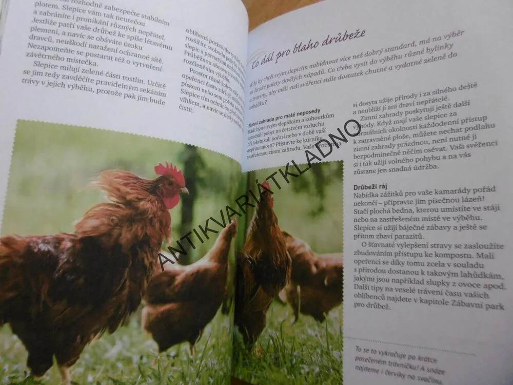 NAŠE PRVNÍ SLEPICE, GOMRINGER