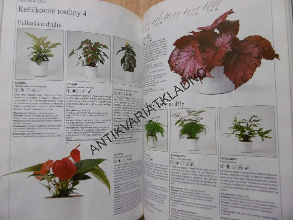 PŘÍJEMNÝ ŽIVOT S KVĚTINAMI, PĚSTOVÁNÍ A VYUŽITÍ JEJICH BARVY A TVARU PŘI ÚPRAVĚ BYTOVÉHO INTERIÉRU, **an