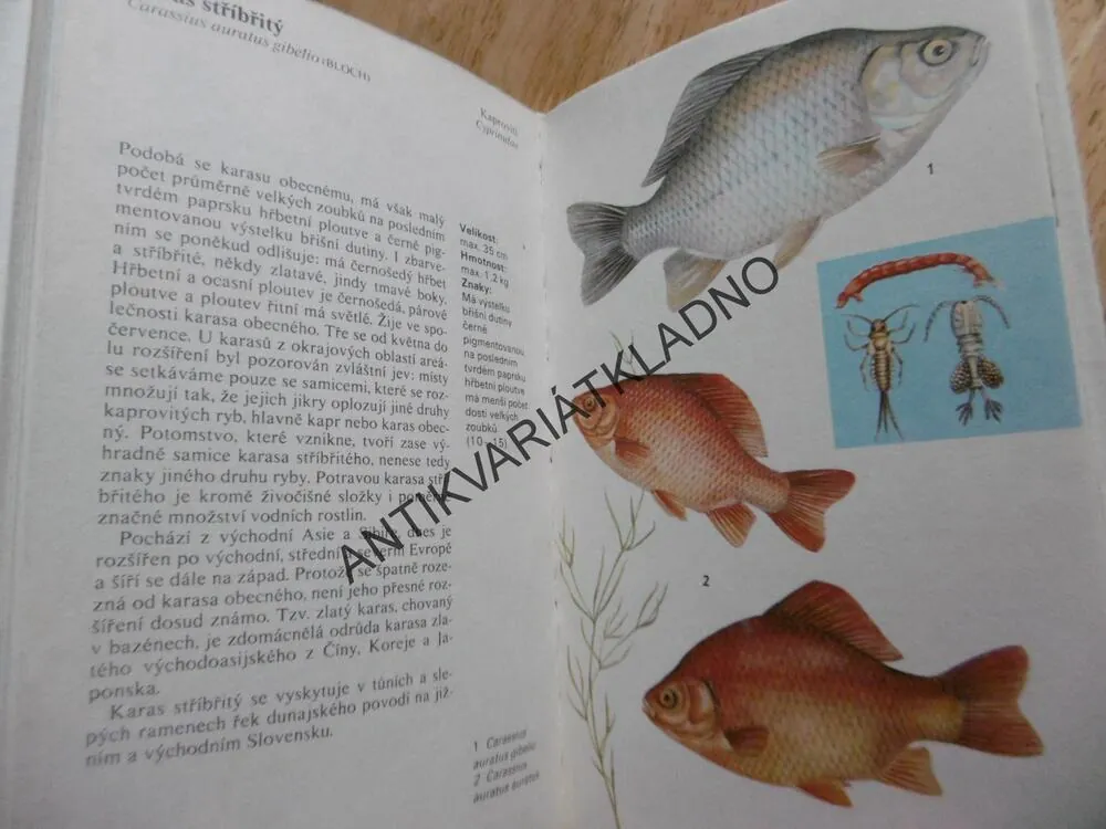 SLADKOVODNÍ RYBY, ČIHAŘ, MALÝ, **an