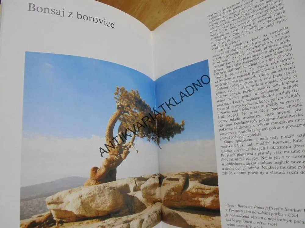 BONSAI, CHRISTINE STEWARTOVÁ, JAPONSKÁ ZAHRADA, **an