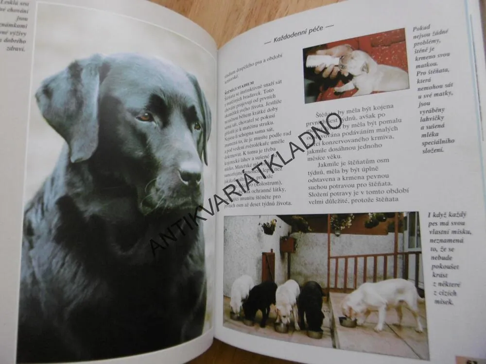 LABRADORSKÝ RETRÍVR, BERNARD DUKE RASA, PES, **an