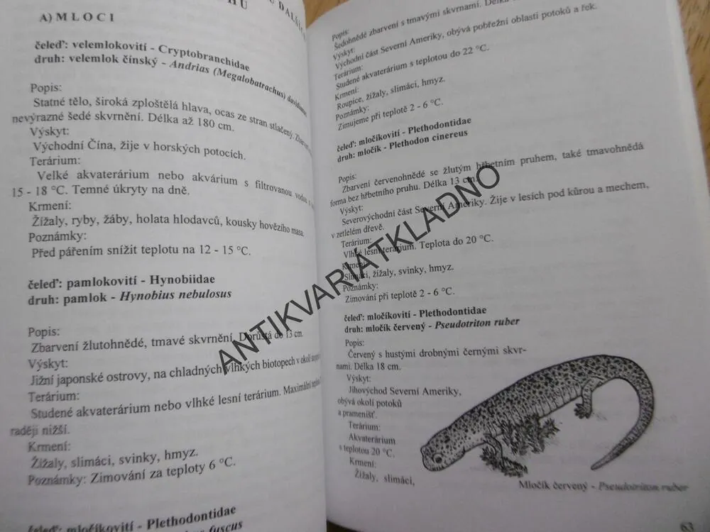 OBOJŽIVELNÍCI V TERÁRIÍCH, KOCOUREK, MODRÝ,