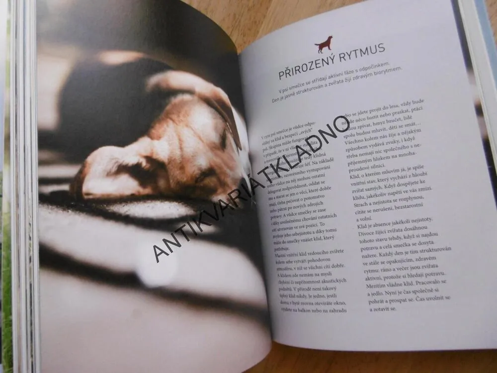 PĚT TAJEMSTVÍ ŠŤASTNÉHO VZTAHU ČLOVĚKA A PSA, PES, JOSÉ ARCE
