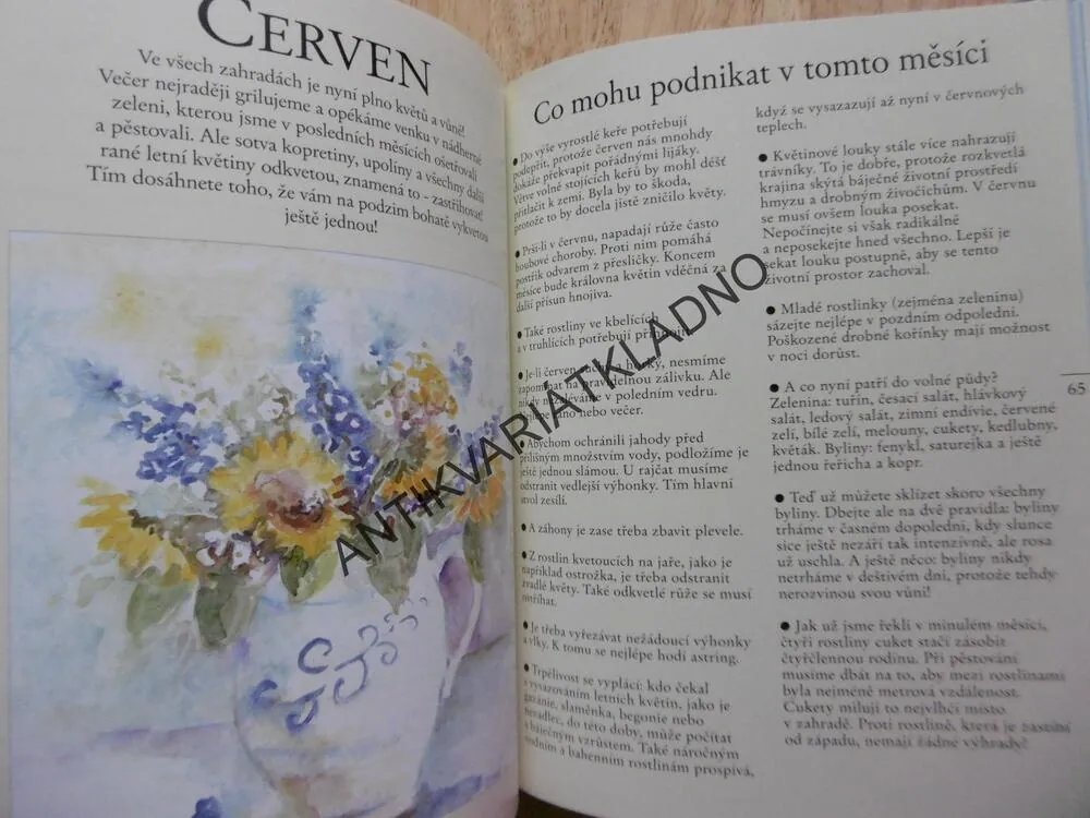 ZAHRADNIČIT S MĚSÍCEM, CLAUDIA GRAFOVÁ