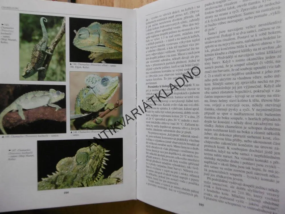 CHAMELEONI, PETR NEČAS, CHOVATELSTVÍ, TERARISTIKA, HERRPETOLOGIE, 