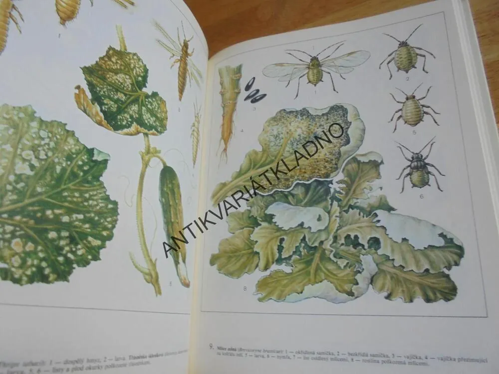 ATLAS ŠKŮDCŮ A CHOROB ZELENINY A BRAMBORU,TYMČENKO