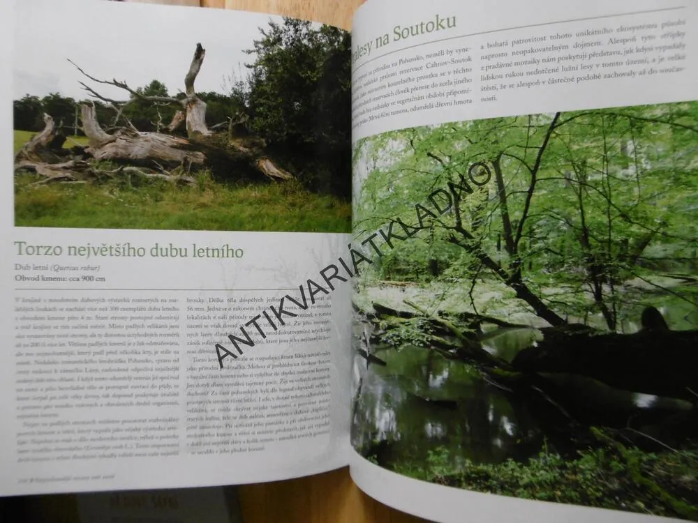 NEJMOHUTNĚJŠÍ STROMY NAŠÍ ZEMĚ, MARIE HRUŠKOVÁ, PAVEL HÖSSL, **an