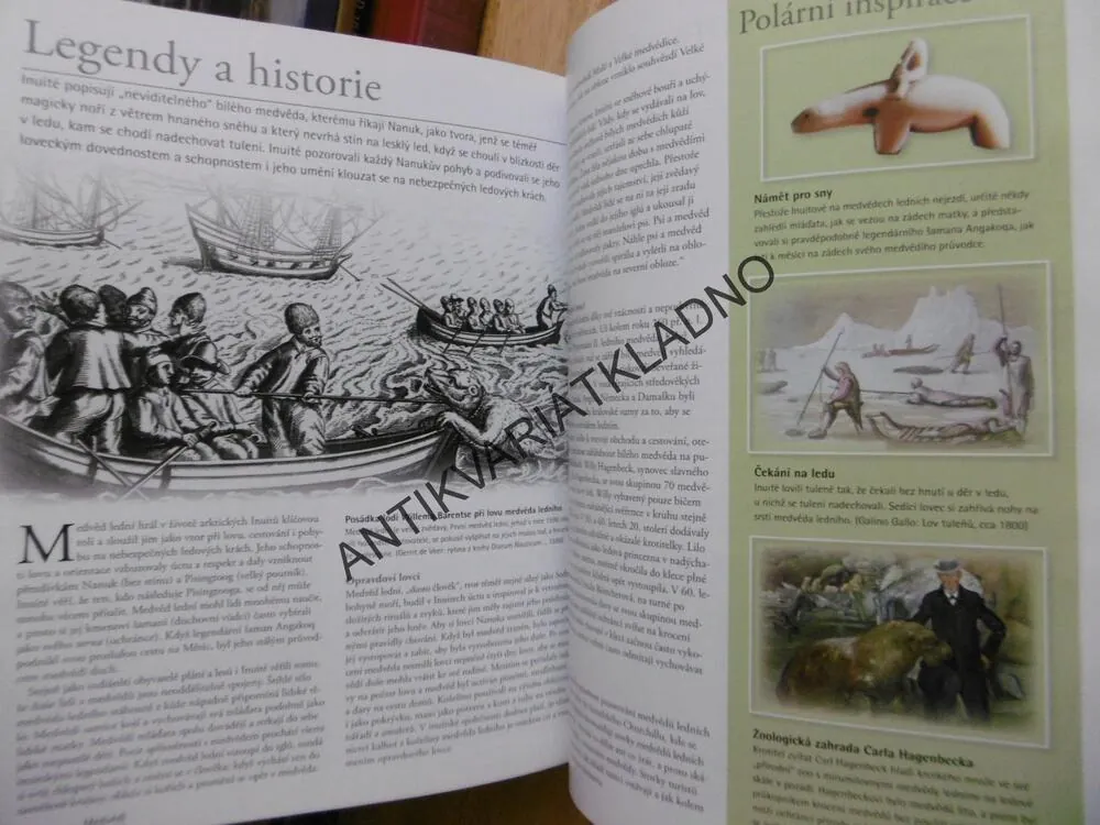MEDVĚDI, OD MÍRUMILOVNÝCH PAND AŽ PO NEOHROŽENÉ MEDVĚDY LEDNÍ