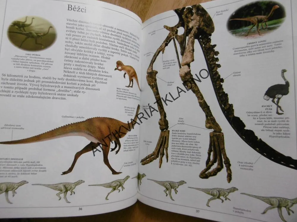 DINOSAUŘI, VIDĚT, POZNAT, VĚDĚT, **an