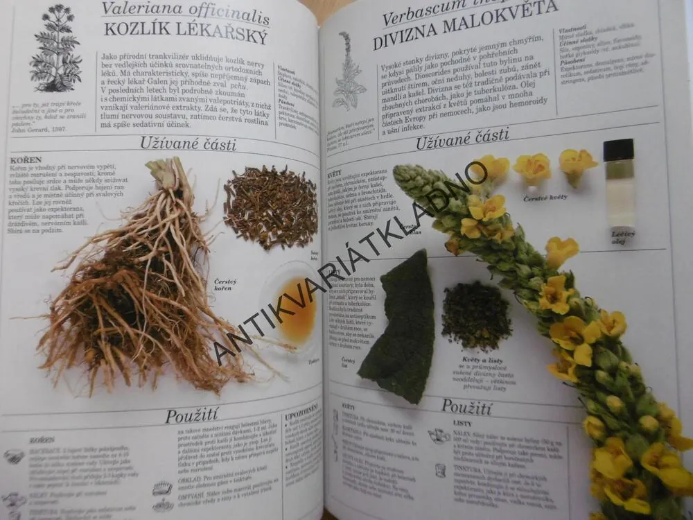 VELKÝ ATLAS LÉČIVÝCH ROSTLIN, PENELOPE ODYOVÁ
