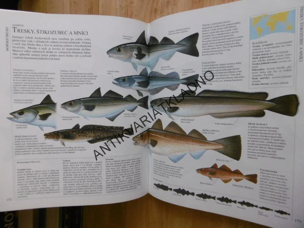 RYBAŘENÍ, RYBY, VYBAVENÍ A TECHNIKY SLADKOVODNÍHO A MOŘSKÉHO SPORTOVNÍHO RYBOLOVU, **an