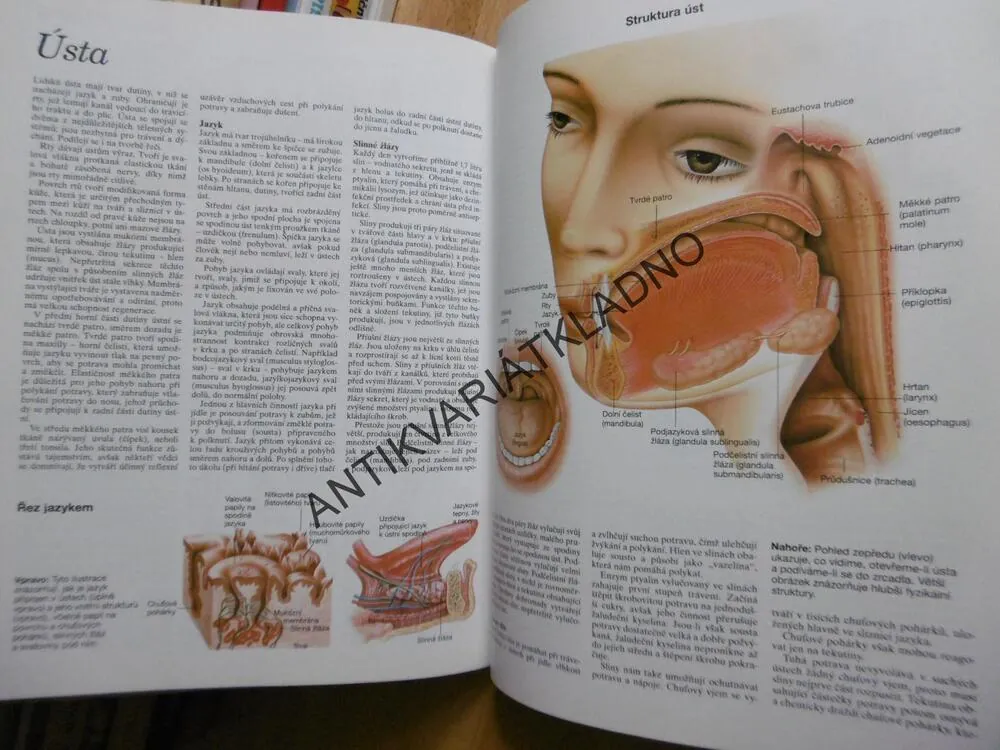 ATLAS LIDSKÉHO TĚLA, ANATOMIE, ILUSTROVANÝ ATLAS,