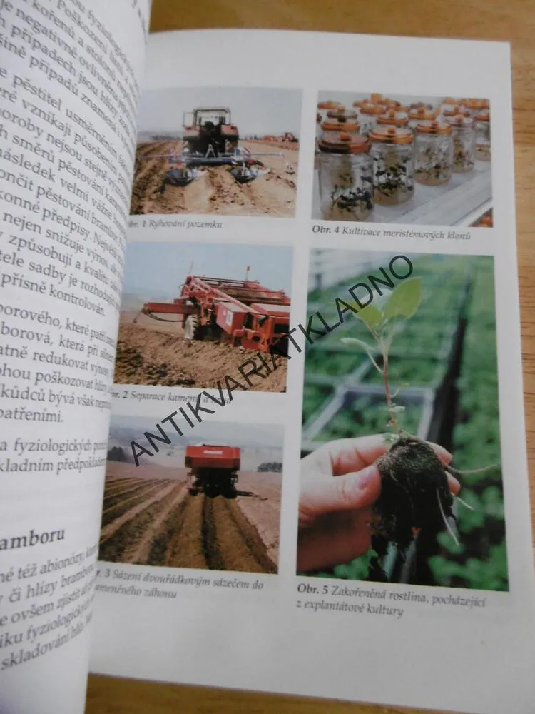 PĚSTUJEME BRAMBORY, ČESKÁ ZAHRADA, HNOJENÍ, CHOROBY, ŠKŮDCI, ODRŮDY, **an
