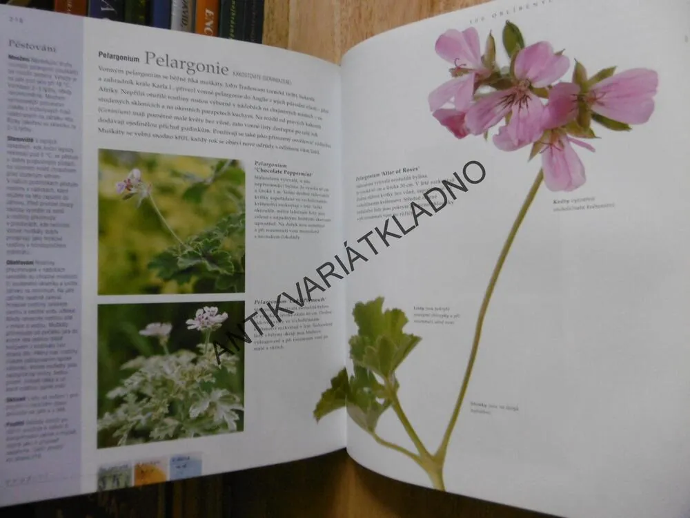 VELKÁ KNIHA O BYLINKÁCH, ZAHRADA, KUCHYŇ, DOMOV, ZDRAVÍ, JEKKA MCVICAROVÁ