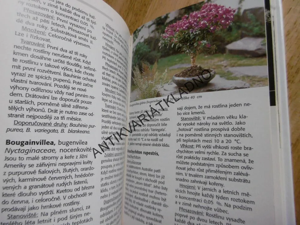 POKOJOVÉ BONSAJE, KAWOLLEK, BONSAI,JAPONSKÁ ZAHRADA, **an