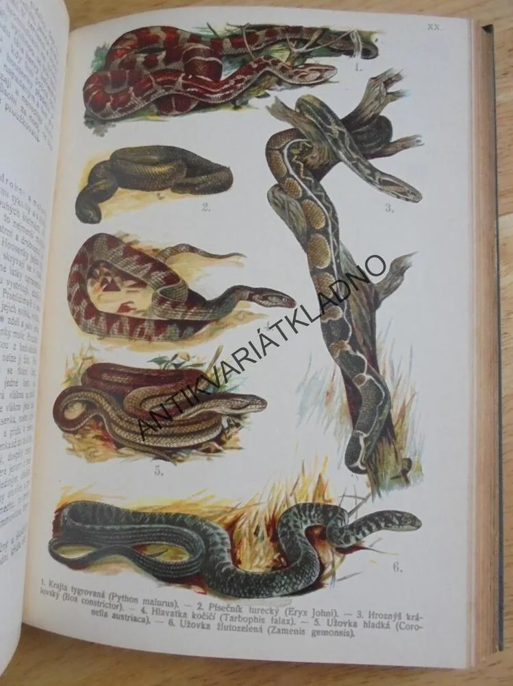 MALÝ BREHM, 30 LITOGRAFIÍ,PLAZI, RYBY, OBOJŽIVELNÍCI, **an