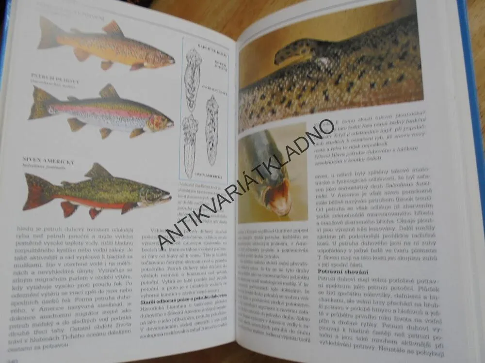 ENCYKLOPEDIE SPORTOVNÍHO RYBÁŘSTVÍ, RYBA, RYBÁŘ, RYBY, **an