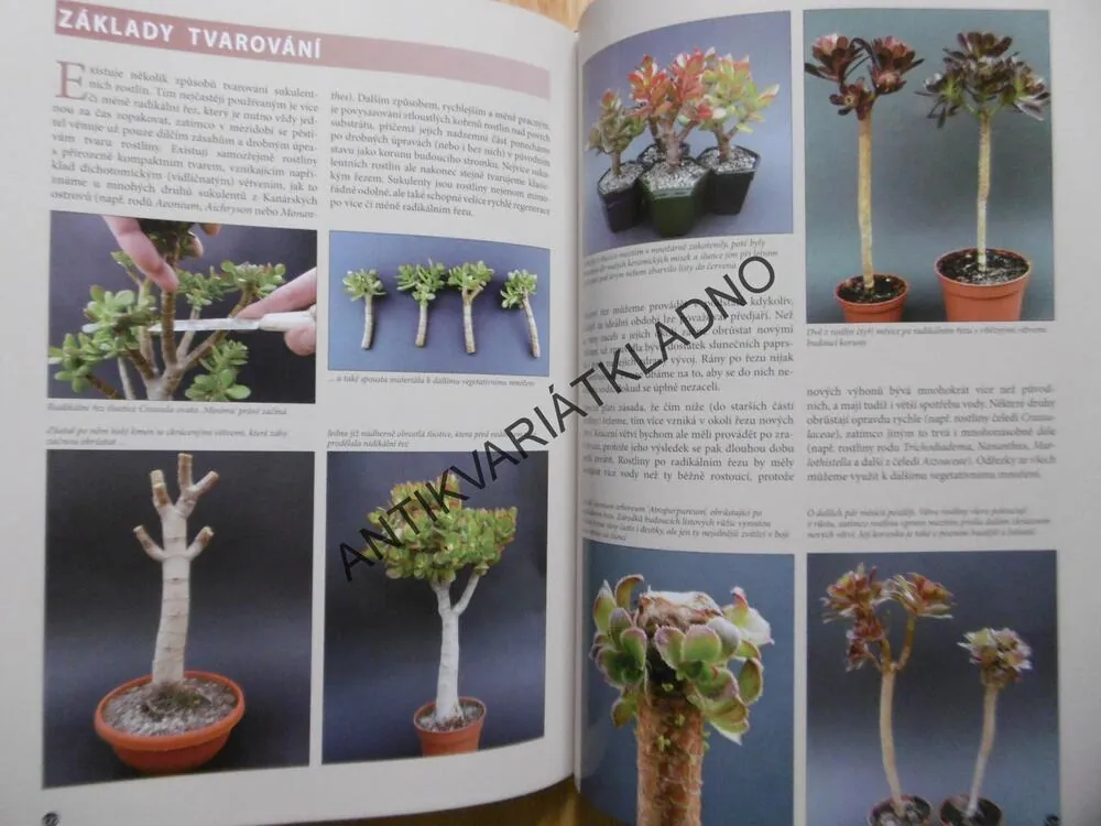 PESTRÝ SVĚT SUKULENTŮ, JANDOVÁ, JANDA, ZATLOUKAL