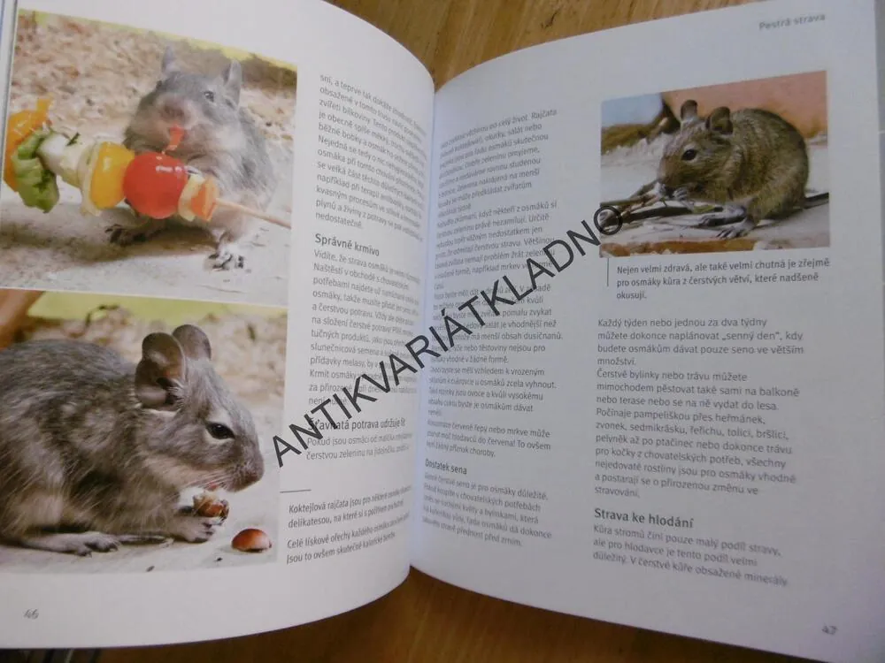 OSMÁK DEGU, JAK NA TO, ALEXANDRA BEISSWENGER, **an