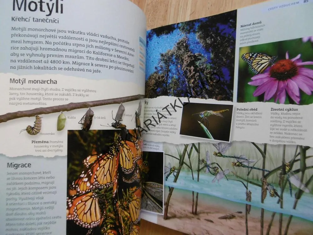 ZVÍŘATA NA CESTÁCH, MIGRACE ZVÍŘAT, ANIMAL PLANET, **an