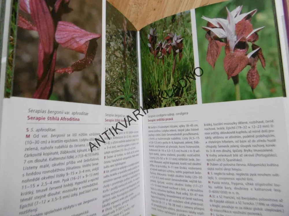 ORCHIDEJE EVROPY A PŘILEHLÝCH OBLASTÍ, ATLAS ACADEMIA, KVĚTINY, ROSTLINY