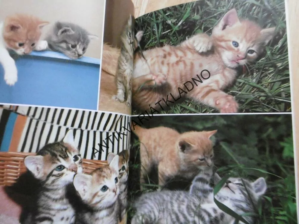 MÁME DOMA KOŤÁTKO, THEILIG, VÝVOJ, VÝCHOVA A PÉČE O KOŤATA, **an