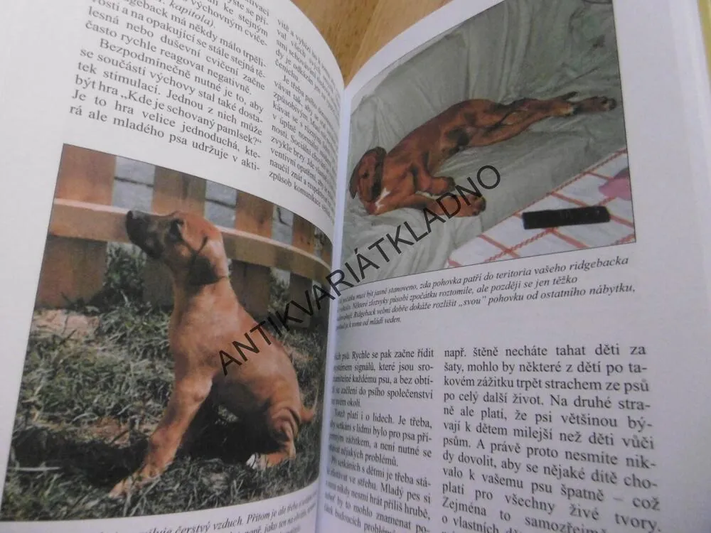RHODESKÝ RIDGEBACK, PES, VÝCHOVA, PÉČE