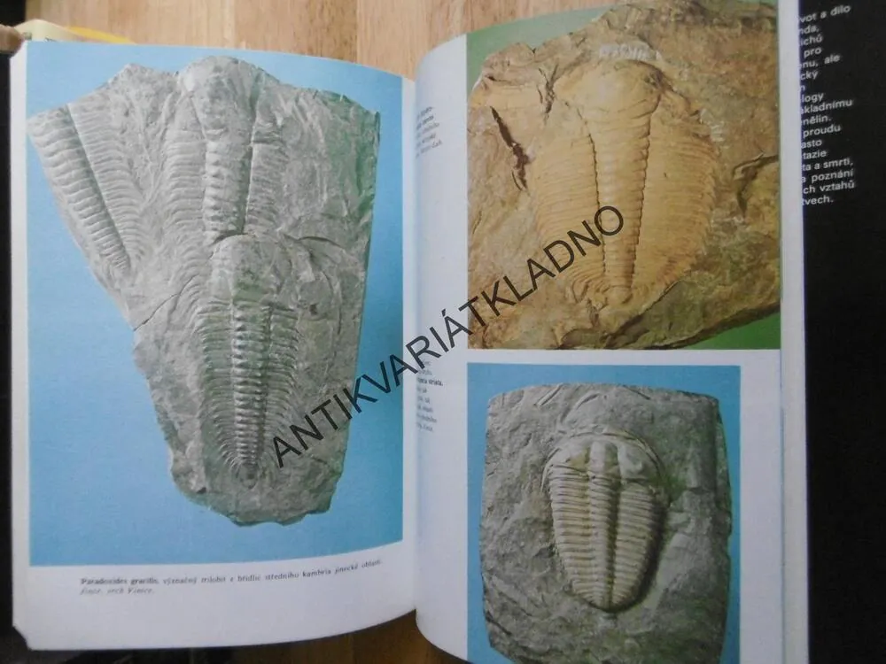 ZKAMENĚLÝ SVĚT, RUDOLF PROKOP, ARCHEOLOGIE
