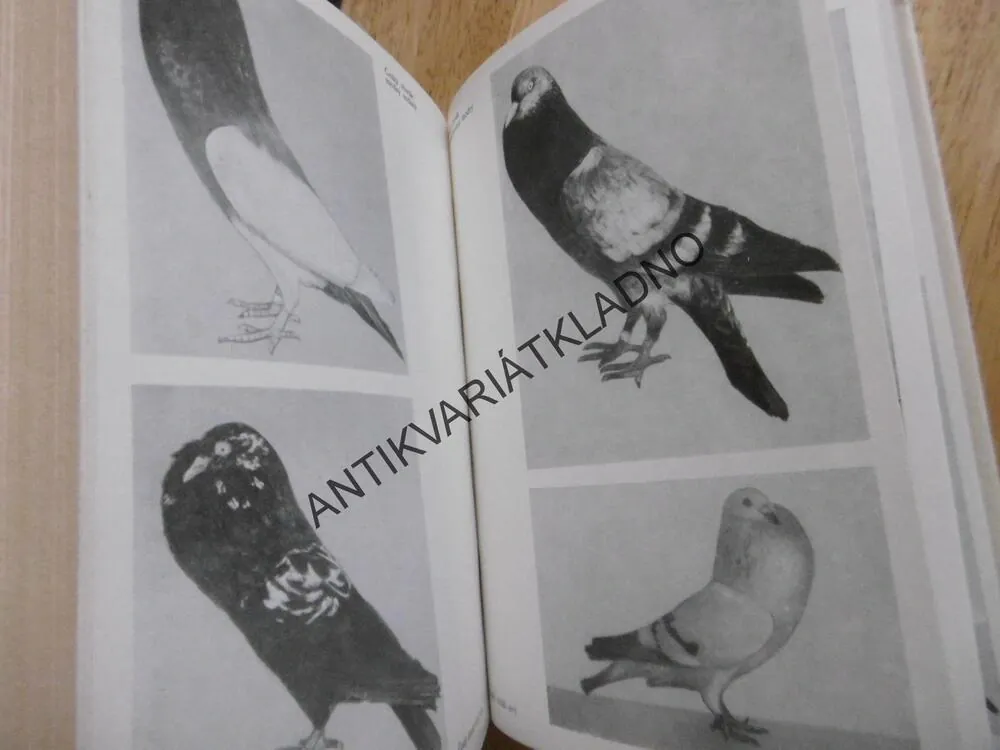 VZORNÍK PLEMEN HOLUBŮ, ČERMÁK, ŽUPKA