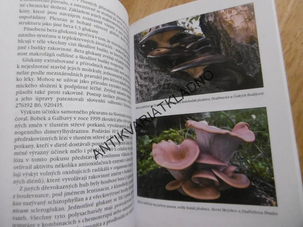 ZÁZRAČNÁ HOUBA? HLÍVA ÚSTŘIČNÁ, ANNA LEPŠOVÁ, **an