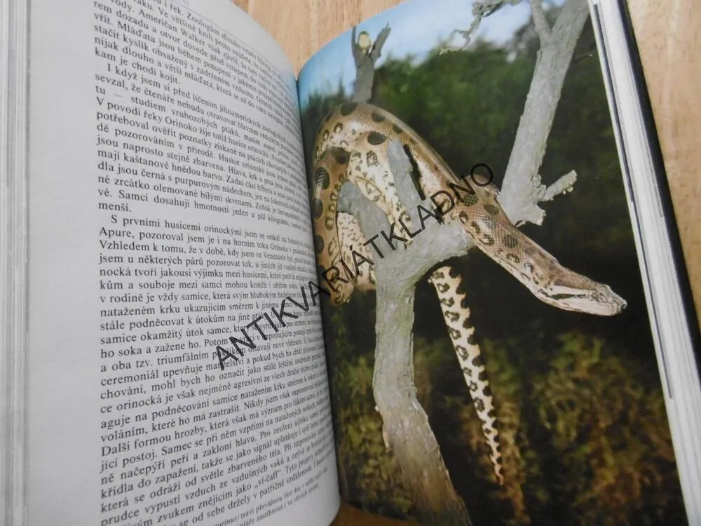K PRAMENŮM ORINOKA, ZDENĚK VESELOVSKÝ, **an