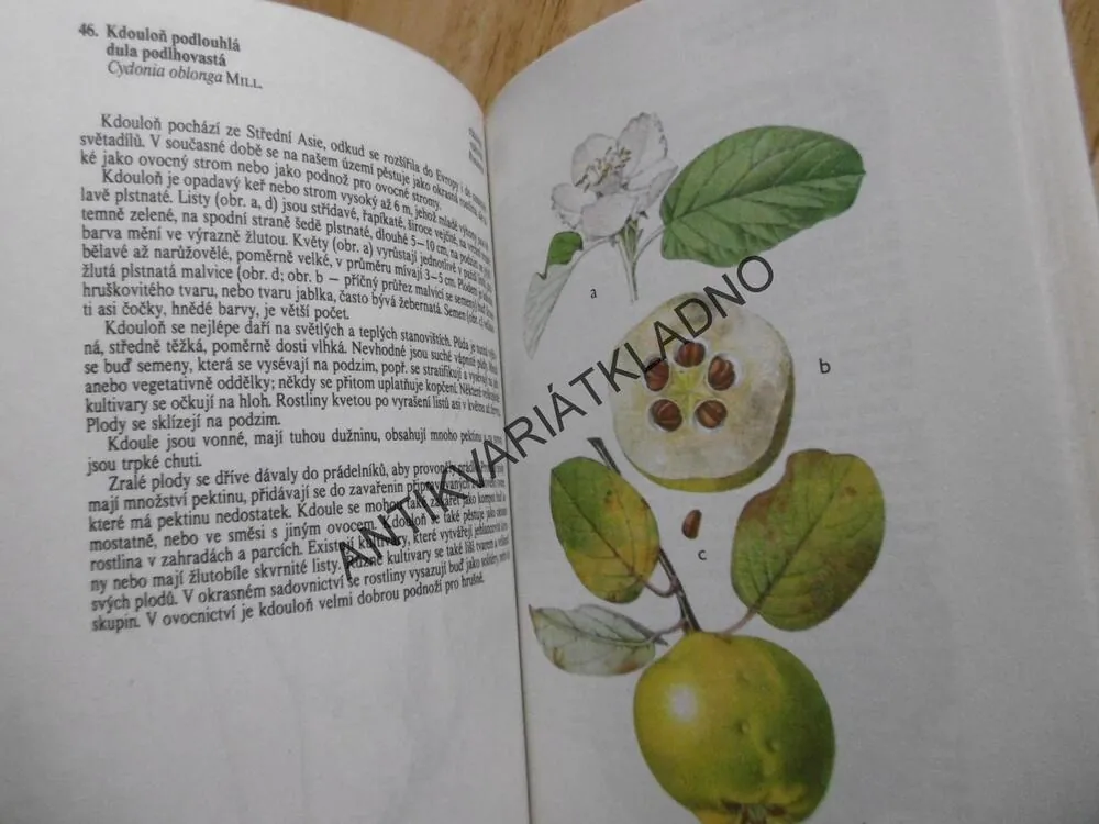 ATLAS CIZOKRAJNÝCH ROSTLIN, JARMILA MLADÁ, FRANTIŠEK PROCHÁZKA,**an