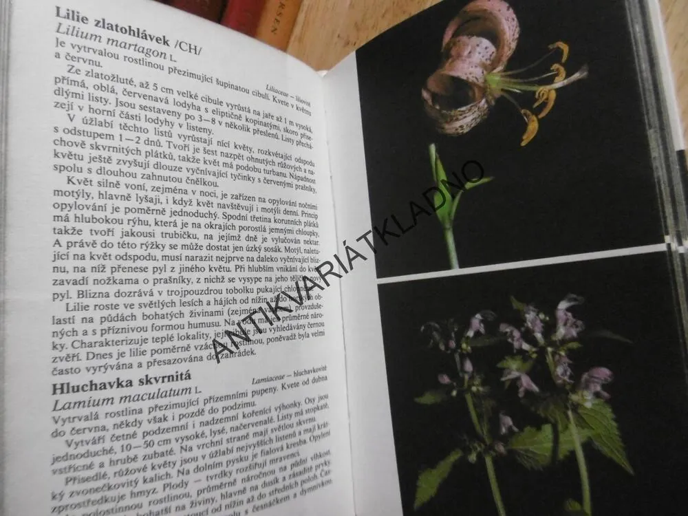 LESNÍ ROSTLINY VE FOTOGRAFII, PORUBA, **an