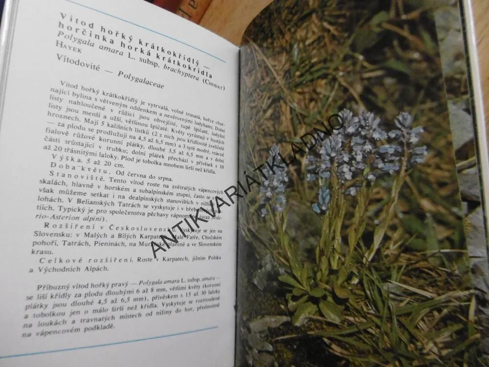 HORSKÉ ROSTLINY VE FOTOGRAFII, ČIHAŘ, KOVANDA, **an