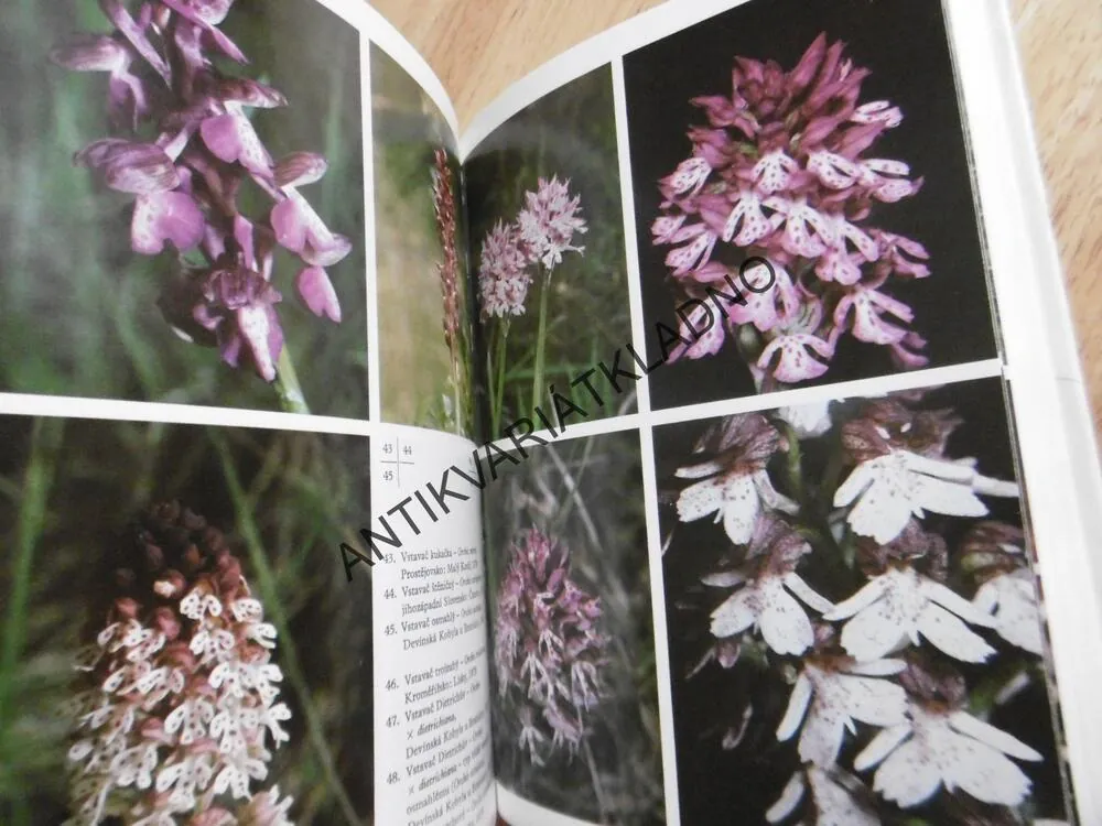 ORCHIDEJE NAŠÍ PŘÍRODY, F.PROCHÁZKA, V. VELÍŠEK, **an