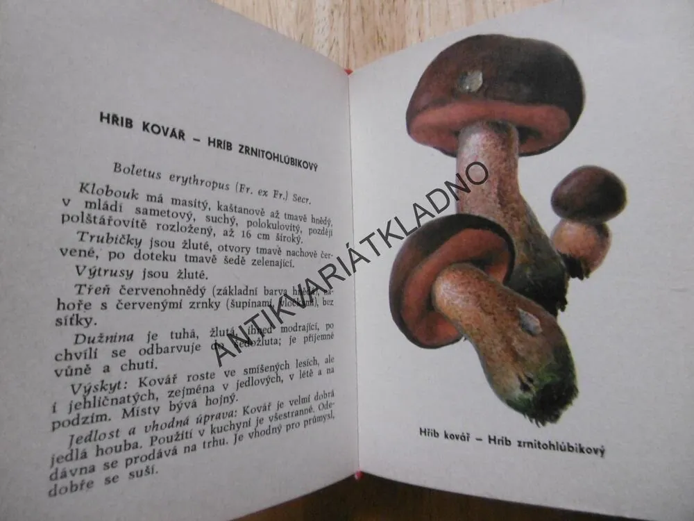 HOUBY V PŘÍRODĚ A V KUCHYNI, SMOTLACHA, J. NOVÁK, MYKOLOGIE, **an