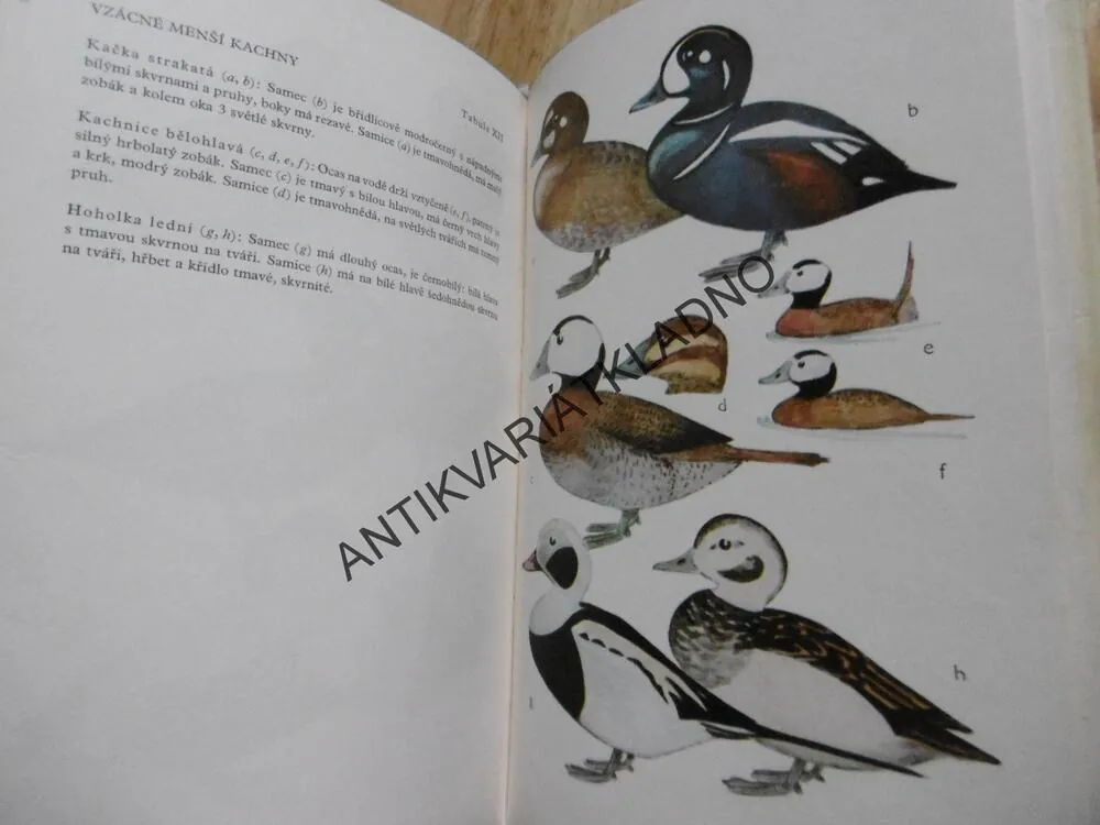 ATLAS VODNÍ PERNATÉ ZVĚŘE, HUDEC, KLÍMA