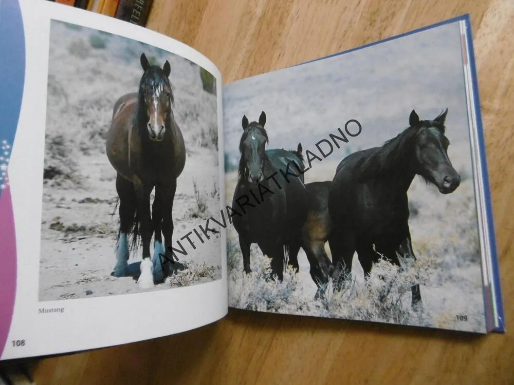 KONĚ NAŠEHO SVĚTA, CYNTHIA MCFARLAND, PONY CLUB, **an