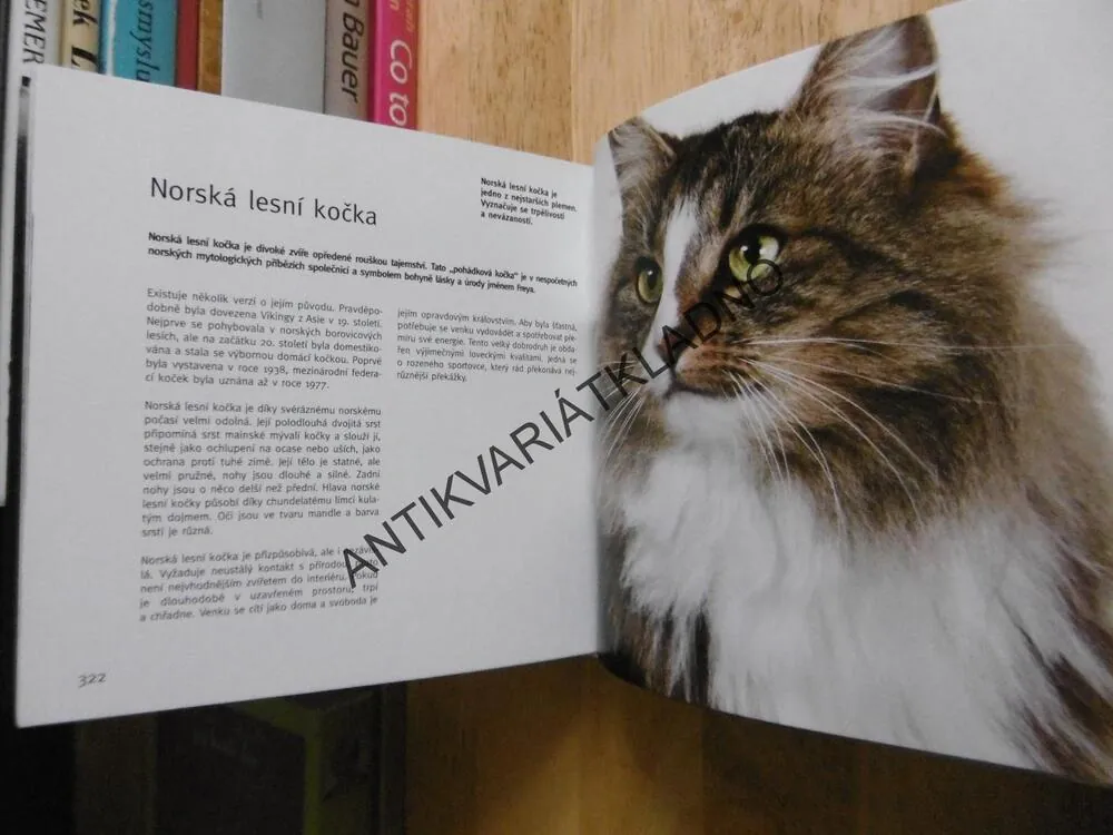 KOČKY 1001 FOTOGRAFIÍ, **an