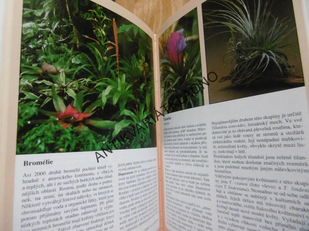 POKOJOVÉ ROSTLINY, HERTA SIMONOVÁ, VÝBĚR, PÉČE, KVĚTINY, **an