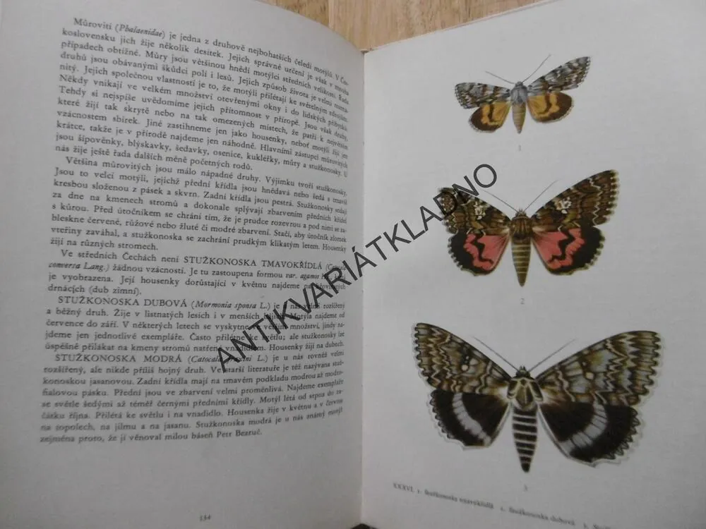 MOTÝLI, JOSEF MOUCHA, FRANTIŠEK PROCHÁZKA, **an